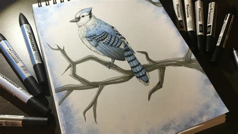 Blue Jay Promarker Speed Drawing Youtube