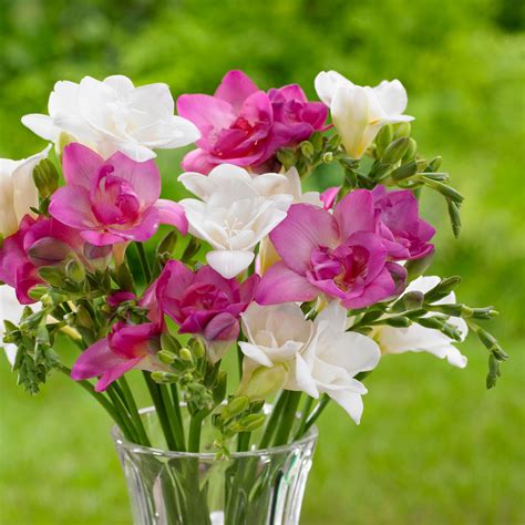 All About Freesias