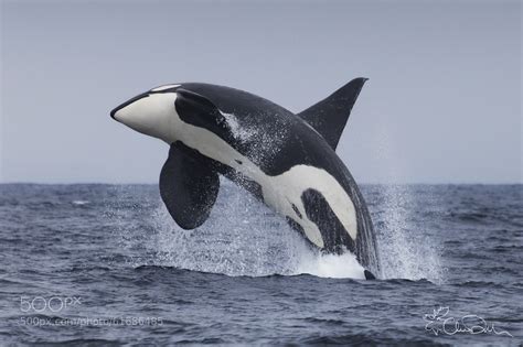 Breaching Orca Whale By Chase Dekker 500px