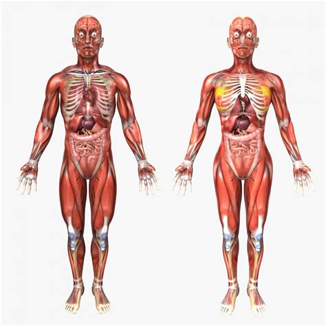 Human Male And Female Anatomy 3D Model In Anatomy 3DExport