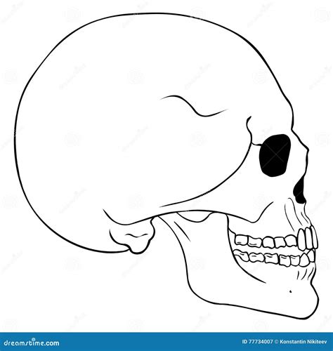 Vector Line Art Side View Skull Stock Illustration Illustration Of