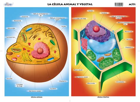 Celula Animal Y Sus Partes Dibujo Imagui