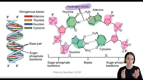 Dna Structure Labeled Hydrogen Bonds