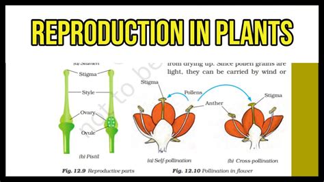 Reproduction In Plants Class 7 Chapter 12 Science Youtube