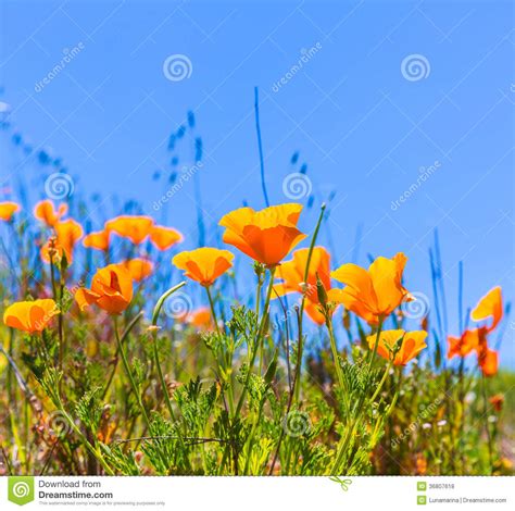 Poppies Poppy Flowers In Orange At California Spring Fields Stock Photo