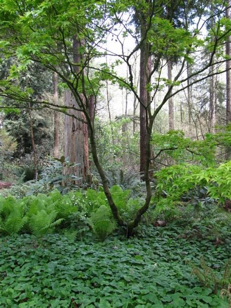 Other gauges > non gauge specific > woodland scenics ground cover. Lush woodland ground cover | Огород, Сад, Зелень