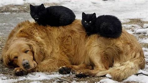 Black Cats Resting On Sleeping Golden Retriever Dog Cats