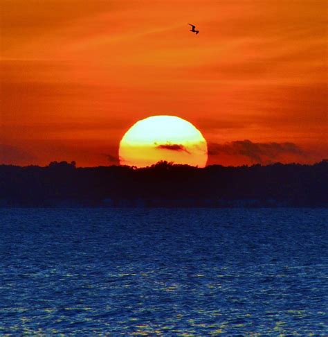 Big Sun With Seagull Delmarva Sunset Photograph By Billy Beck Pixels