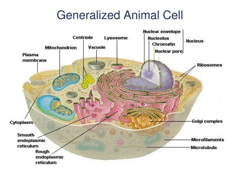 Ppt Chapter 3 Cell Structure And Function Powerpoint Presentation