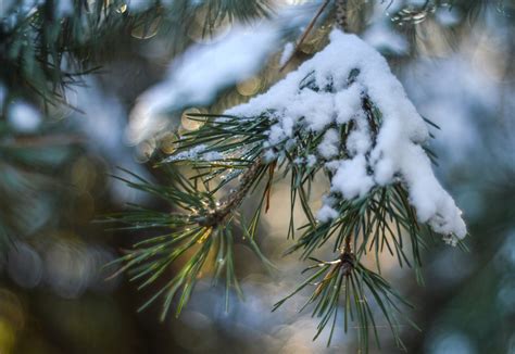 Green Pine Tree Spruce Snow Branch Hd Wallpaper Wallpaper Flare