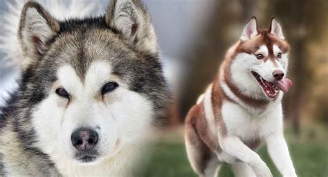 Malamute Vs Husky A Guide To Understanding The Differences