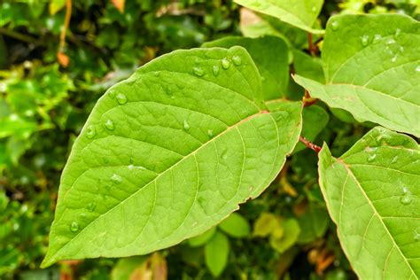 Buying Or Selling A House With Japanese Knotweed Homeowners Alliance