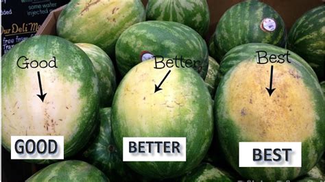 I always wait until june to buy them how do you tell if a watermelon is ripe? How to Pick a Perfect Watermelon ||The Best Way to Pick a ...