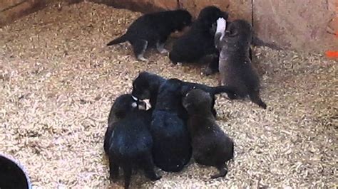 Lancaster puppies has dalmatian puppies. Labsky puppies for sale in Pa. - YouTube