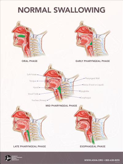 Anatomy Of Swallowing Mechanism