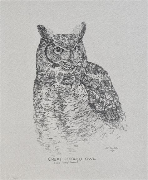 Great Horned Owl Painting By Jim Young