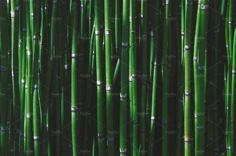 Bamboo High Quality Nature Stock Photos Creative Market