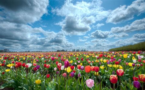 Scenery Tulip Flowers Hd Desktop Wallpapers 4k Hd