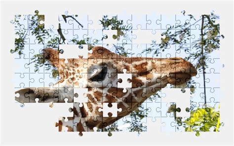 Giraffe Free Jigsaw Puzzles Online