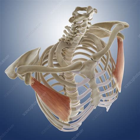 Chest Muscle Artwork Stock Image C0134561 Science Photo Library