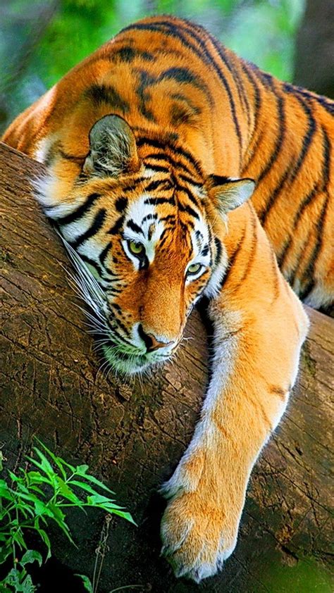 Tiger In The Tree Animals Pinterest
