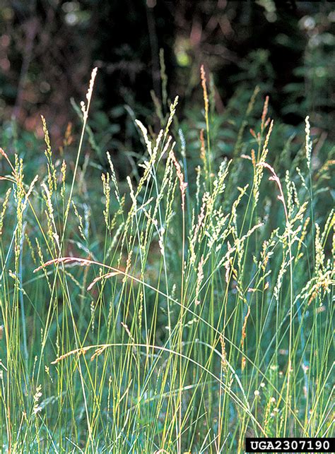 Tall Fescue Festuca Arundinacea Cyperales Poaceae 2307190