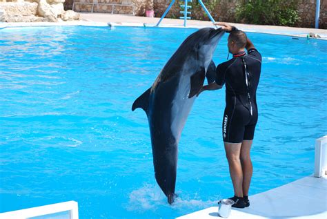 From Hurghada Hurghada Dolphin Show Tickets And Transfers Trivaeg