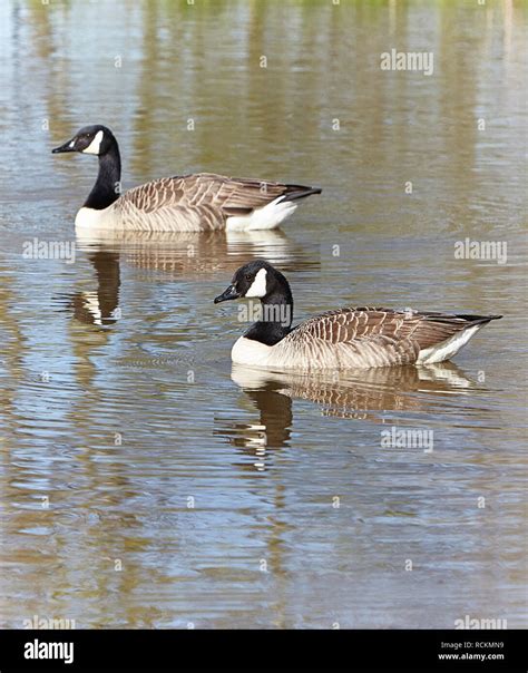 Canada Goose Wingspan Hi Res Stock Photography And Images Alamy