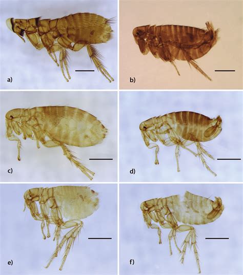 Species Of Fleas Representing The First Record For La
