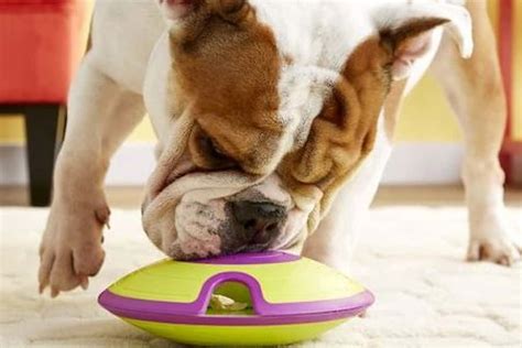 5 Best Treat Dispensing Dog Toys Make Your Dog Work For Its Food