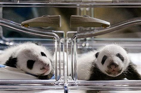 Rare Baby Panda Twins Debut At Madrid Zoo Pawnation