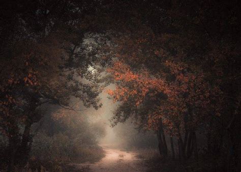 Nature Landscape Morning Forest Fall Dirt Road Mist