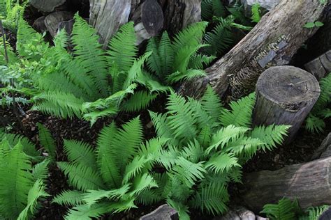 Sold Out Hardy Ferns For A Dazzling Garden Waterfront Botanical Gardens