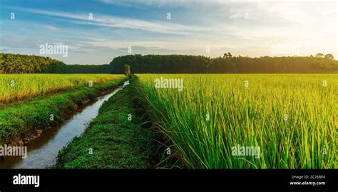 Rice Field Panorama With Sunrise Or Sunset Over The Sun In Moning Light