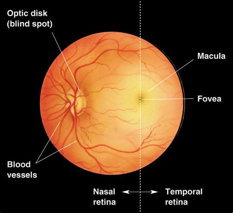 Pin By Julie Winegeart On Ophthalmic Technician Eye Health Facts