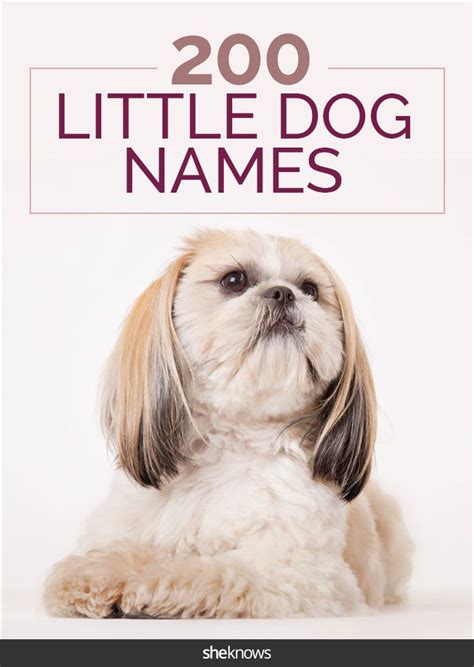 These Cute Dog Names Are Perfect For Tiny Canines With Character For