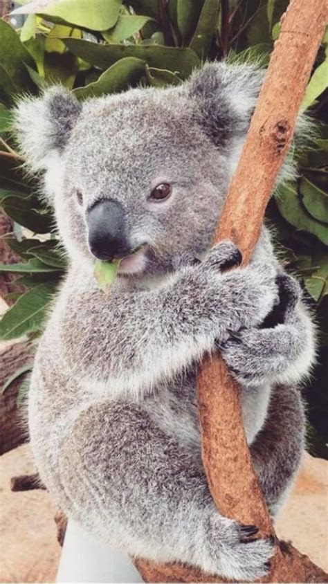 763 Best Australian And New Zealand Animals Images On Pinterest Koala