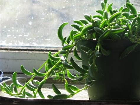 But there are a few succulents that can do well in shade. 22 Shade Tolerant Succulents To Grow Where Nothing Grows ...