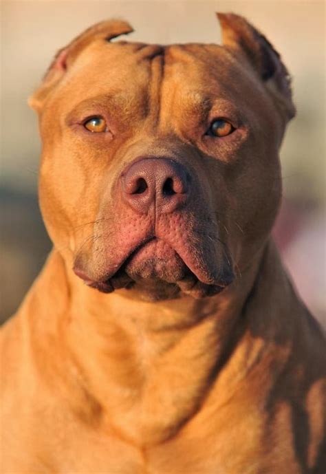 The brush boost of about 95% reduction in pet hair shed. Short haired dog breeds large | Hair and Tattoos