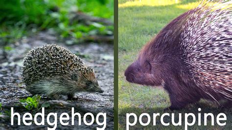 Porcupine Vs Hedgehog Differences In Size Color And More