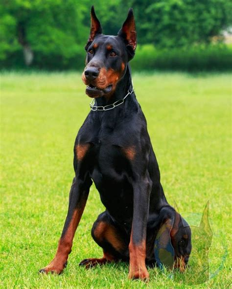 What Color Is A Purebred Doberman