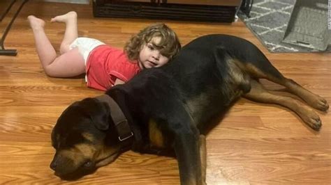 【画像】行方不明の2歳女児を保護、愛犬を枕に森でスヤスヤ Tweeterbreakingnews－ツイッ速！