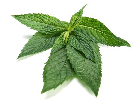 A Beginners Guide To Peppermint