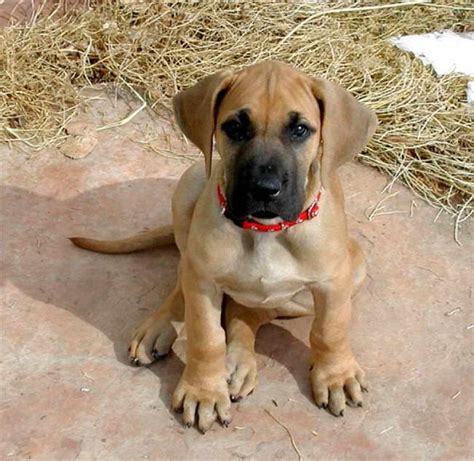 Find great dane ads in our dogs & puppies category. Fawn Great Dane Puppies For Sale | PETSIDI