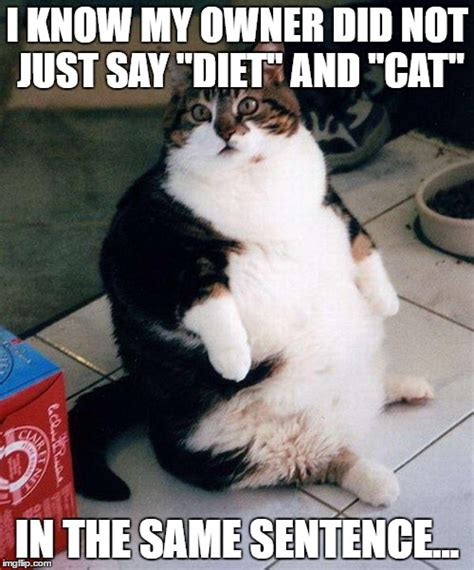 Fat Cat Imgflip