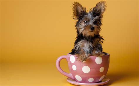 Maybe you would like to learn more about one of these? Dog in a Cup wallpapers and images - wallpapers, pictures ...