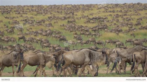 Large Herds Of Wildebeest Migration Stock Video Footage 6638602