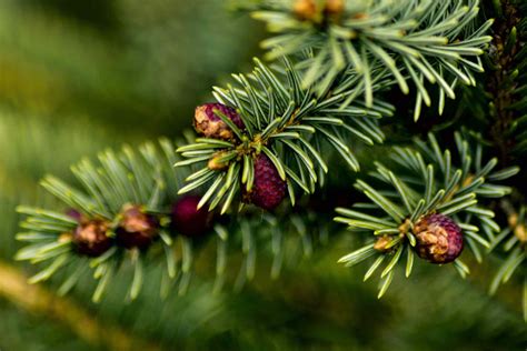 How To Identify 8 Common North American Fir Trees