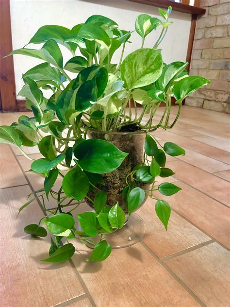 Pothos Plant Is One Of The Most Popular Indoor Plants To Grow Pothos