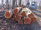 Juniper Wood For Sale